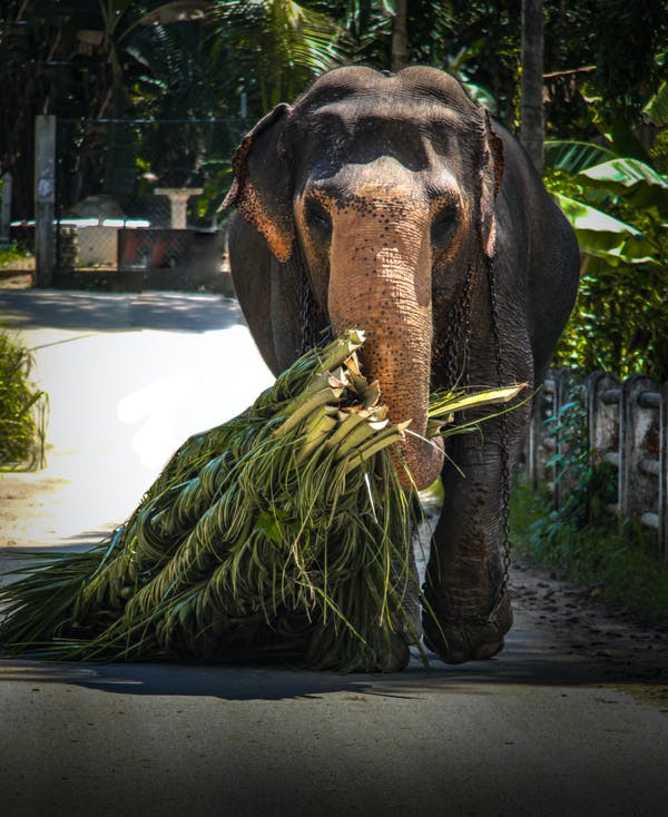 Munnar