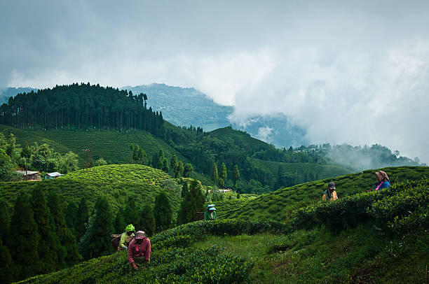 Munnar