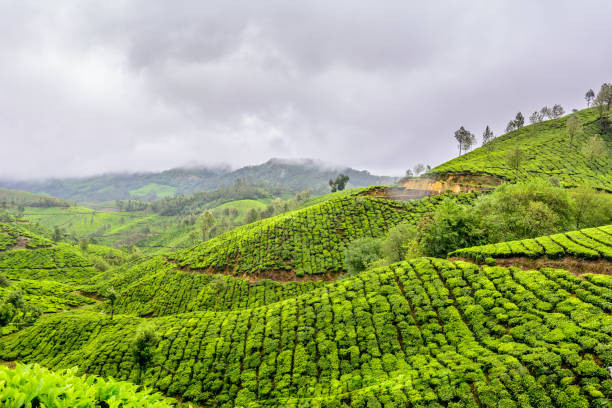 Munnar