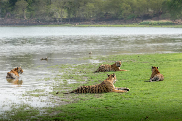 Munnar