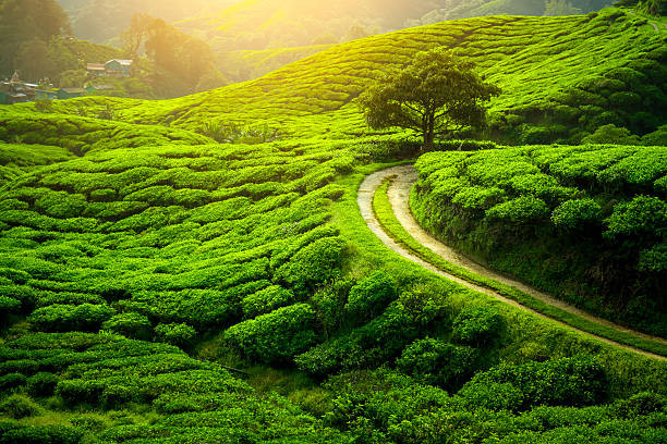 Munnar