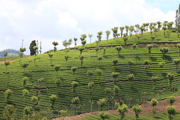 Munnar