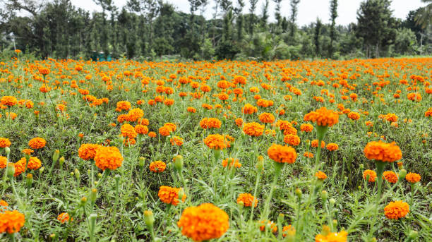 Munnar