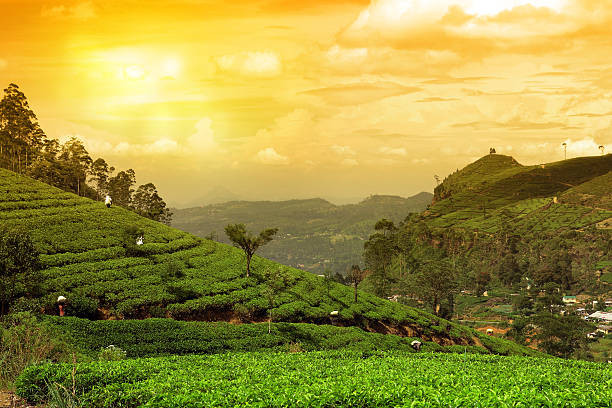 Munnar